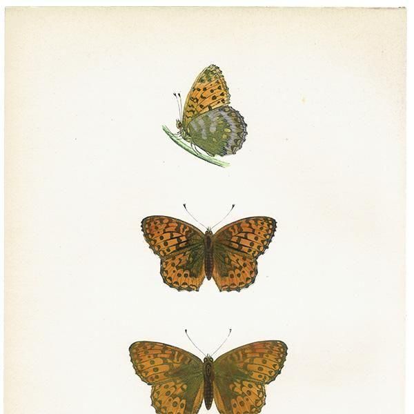 ܥҥ祦 DARK-GREEN FRITILLARY ĳХե饤  ꥹ ƥ ǲ 1908ǯ 1052