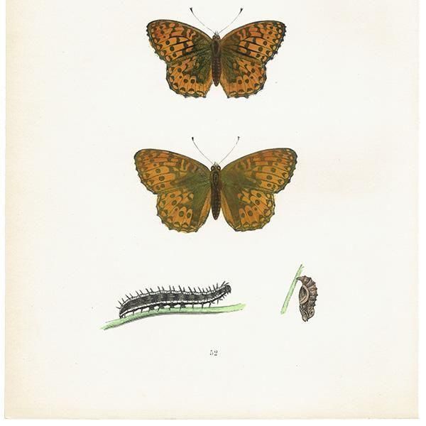 ܥҥ祦 DARK-GREEN FRITILLARY ĳХե饤  ꥹ ƥ ǲ 1908ǯ 1052