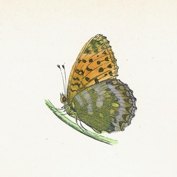 ܥҥ祦 DARK-GREEN FRITILLARY ĳХե饤  ꥹ ƥ ǲ 1908ǯ 1052