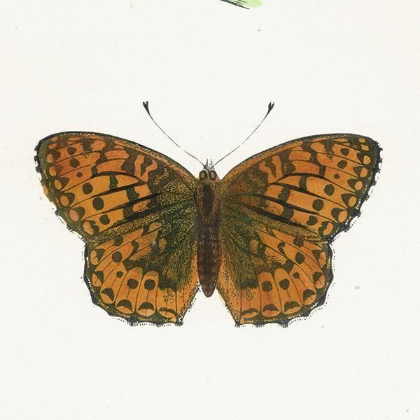 ܥҥ祦 DARK-GREEN FRITILLARY ĳХե饤  ꥹ ƥ ǲ 1908ǯ 1052