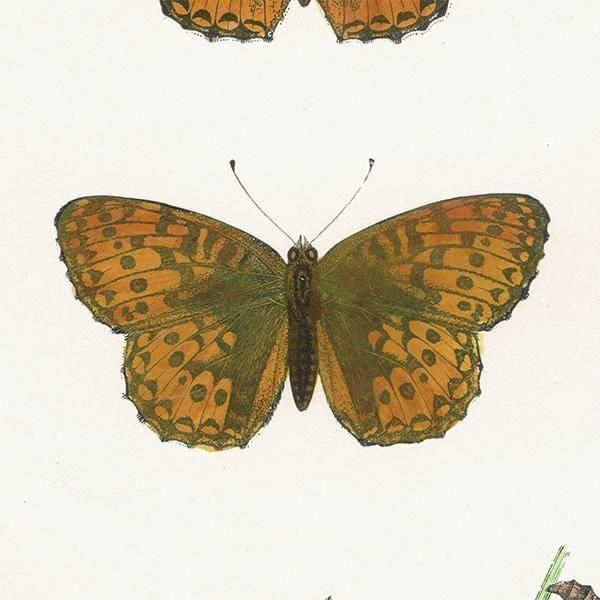 ܥҥ祦 DARK-GREEN FRITILLARY ĳХե饤  ꥹ ƥ ǲ 1908ǯ 1052