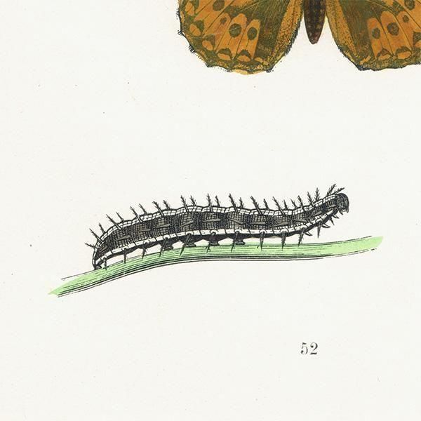 ܥҥ祦 DARK-GREEN FRITILLARY ĳХե饤  ꥹ ƥ ǲ 1908ǯ 1052
