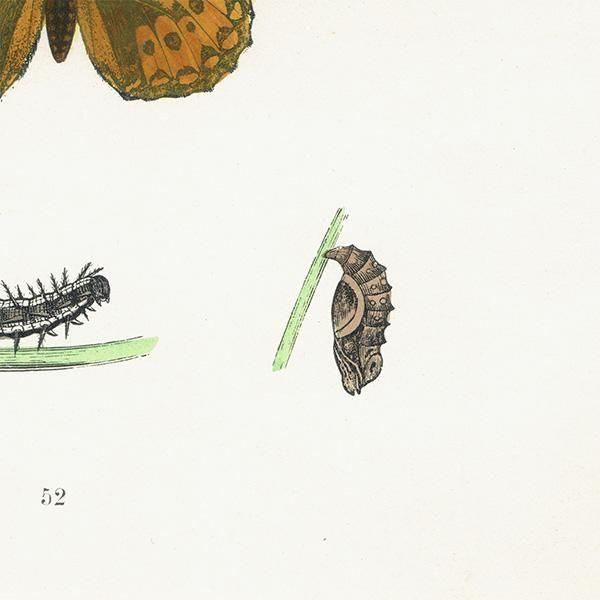 ܥҥ祦 DARK-GREEN FRITILLARY ĳХե饤  ꥹ ƥ ǲ 1908ǯ 1052