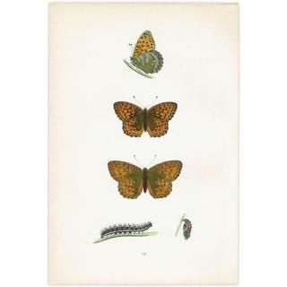 ܥҥ祦 DARK-GREEN FRITILLARY ĳХե饤  ꥹ ƥ ǲ 1908ǯ 1052