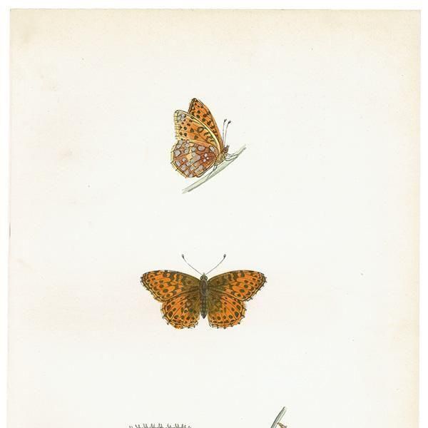 ڥҥ祦 QUEEN OF SPAIN FRITILLARY ĳХե饤  ꥹ ƥ ǲ 1908ǯ 1053