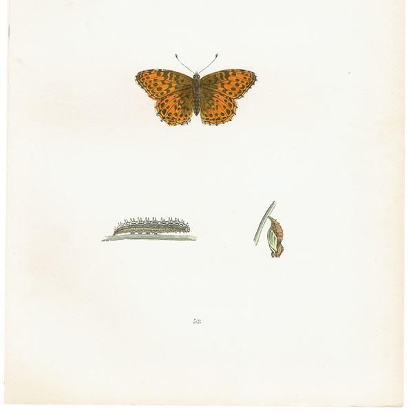 ڥҥ祦 QUEEN OF SPAIN FRITILLARY ĳХե饤  ꥹ ƥ ǲ 1908ǯ 1053