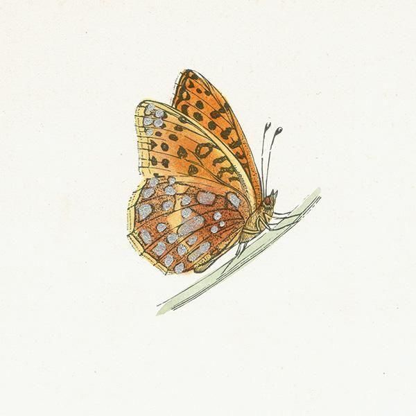 ڥҥ祦 QUEEN OF SPAIN FRITILLARY ĳХե饤  ꥹ ƥ ǲ 1908ǯ 1053
