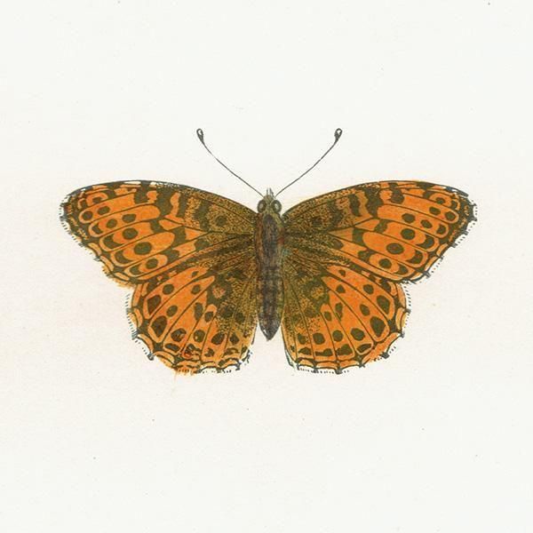 ڥҥ祦 QUEEN OF SPAIN FRITILLARY ĳХե饤  ꥹ ƥ ǲ 1908ǯ 1053