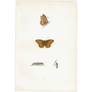 ڥҥ祦 QUEEN OF SPAIN FRITILLARY ĳХե饤  ꥹ ƥ ǲ 1908ǯ 1053