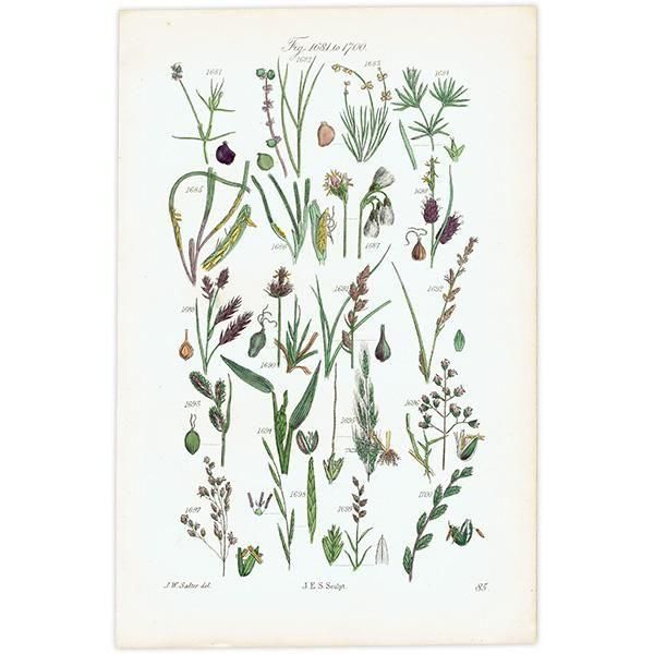 ꥹ ƥ ܥ˥륢 ҥॷ°Х°̥°ʤ  (British wild flowers)  1876ǯ 0703