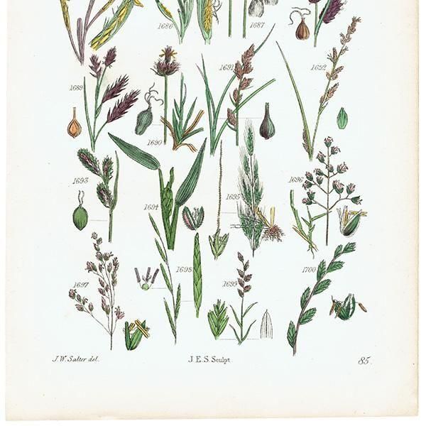 ꥹ ƥ ܥ˥륢 ҥॷ°Х°̥°ʤ  (British wild flowers)  1876ǯ 0703