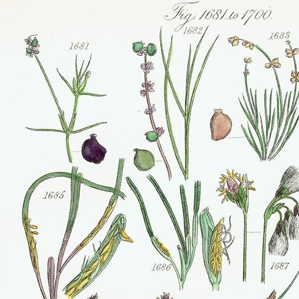 ꥹ ƥ ܥ˥륢 ҥॷ°Х°̥°ʤ  (British wild flowers)  1876ǯ 0703