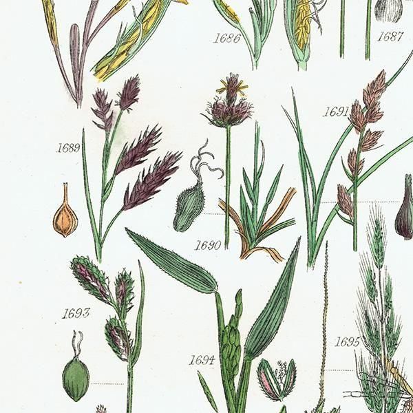 ꥹ ƥ ܥ˥륢 ҥॷ°Х°̥°ʤ  (British wild flowers)  1876ǯ 0703