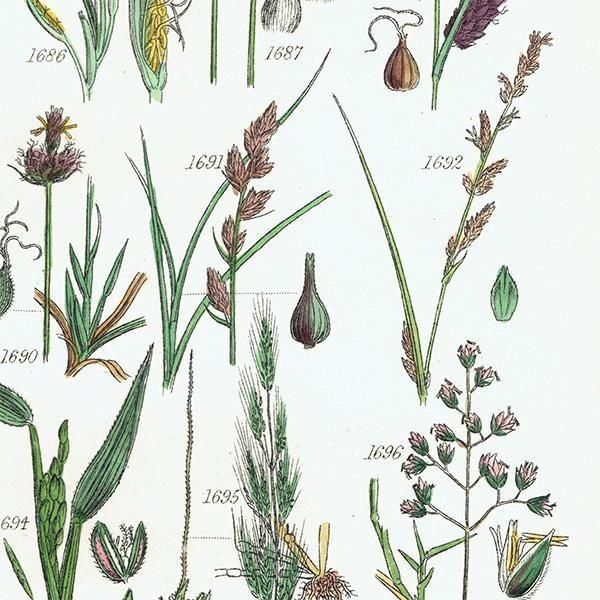 ꥹ ƥ ܥ˥륢 ҥॷ°Х°̥°ʤ  (British wild flowers)  1876ǯ 0703
