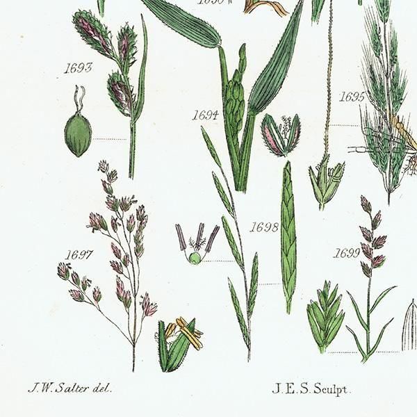 ꥹ ƥ ܥ˥륢 ҥॷ°Х°̥°ʤ  (British wild flowers)  1876ǯ 0703