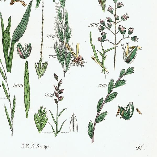 ꥹ ƥ ܥ˥륢 ҥॷ°Х°̥°ʤ  (British wild flowers)  1876ǯ 0703