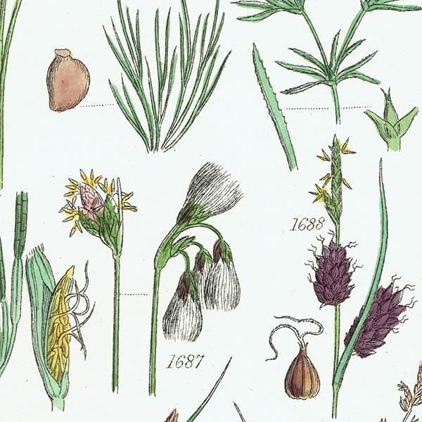 ꥹ ƥ ܥ˥륢 ҥॷ°Х°̥°ʤ  (British wild flowers)  1876ǯ 0703
