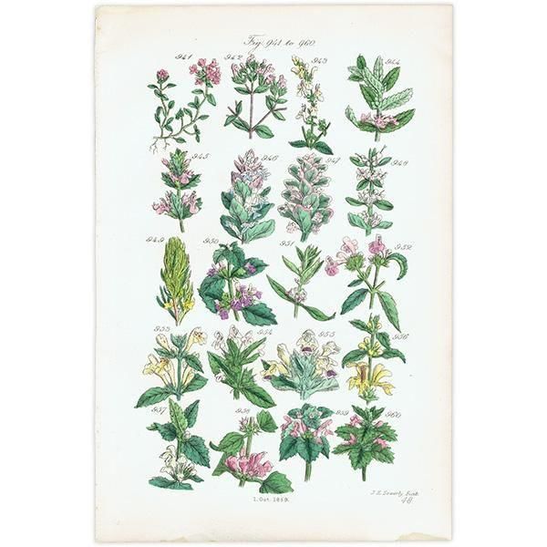 ꥹ ƥ ܥ˥륢 磻ɥࡢ󥽥ҥᥪɥꥳʤ  (British wild flowers)  1876ǯ 0704