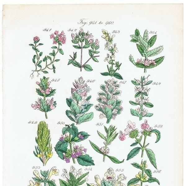 ꥹ ƥ ܥ˥륢 磻ɥࡢ󥽥ҥᥪɥꥳʤ  (British wild flowers)  1876ǯ 0704