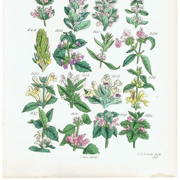 ꥹ ƥ ܥ˥륢 磻ɥࡢ󥽥ҥᥪɥꥳʤ  (British wild flowers)  1876ǯ 0704