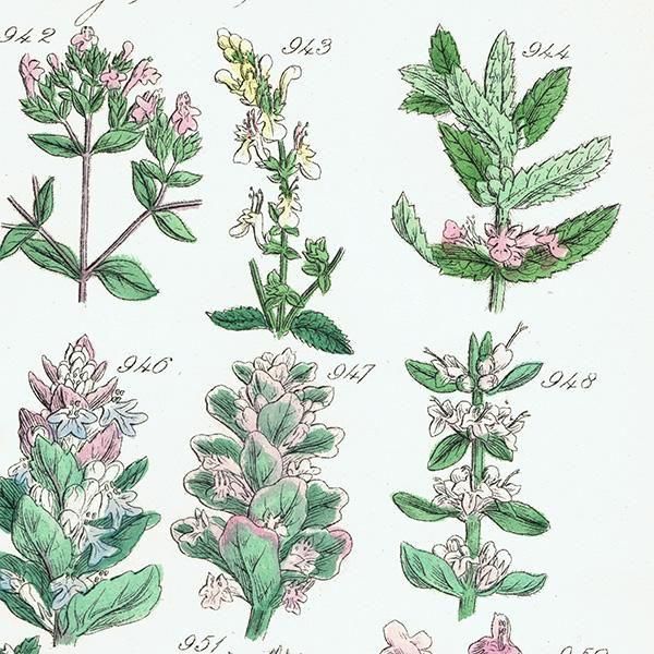 ꥹ ƥ ܥ˥륢 磻ɥࡢ󥽥ҥᥪɥꥳʤ  (British wild flowers)  1876ǯ 0704
