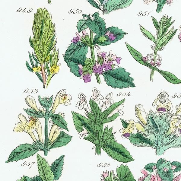 ꥹ ƥ ܥ˥륢 磻ɥࡢ󥽥ҥᥪɥꥳʤ  (British wild flowers)  1876ǯ 0704