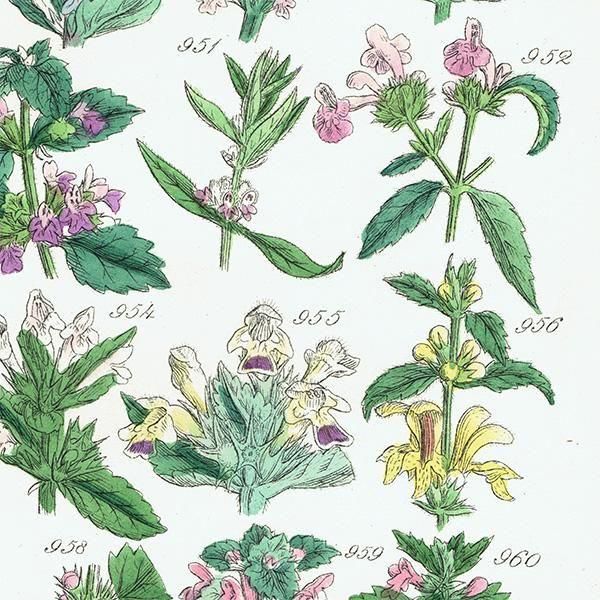 ꥹ ƥ ܥ˥륢 磻ɥࡢ󥽥ҥᥪɥꥳʤ  (British wild flowers)  1876ǯ 0704