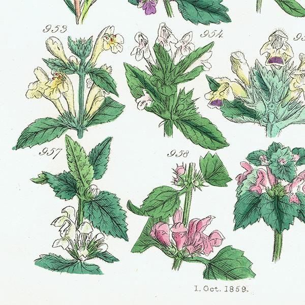 ꥹ ƥ ܥ˥륢 磻ɥࡢ󥽥ҥᥪɥꥳʤ  (British wild flowers)  1876ǯ 0704