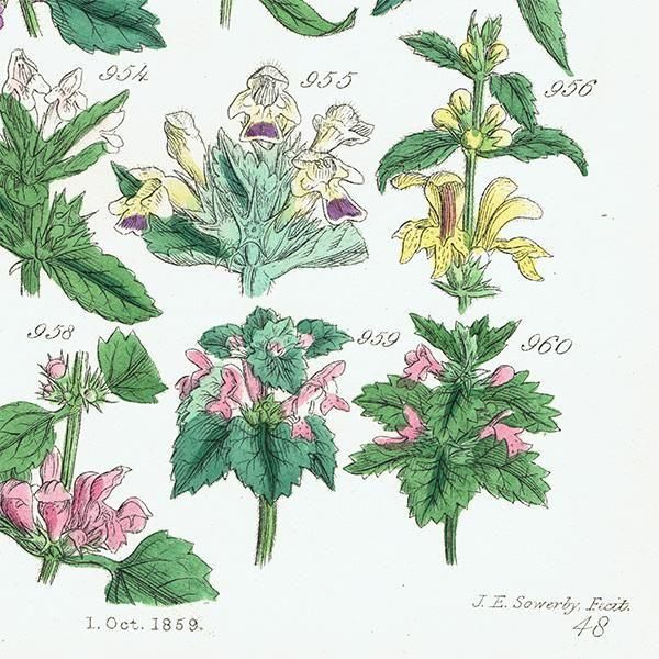 ꥹ ƥ ܥ˥륢 磻ɥࡢ󥽥ҥᥪɥꥳʤ  (British wild flowers)  1876ǯ 0704