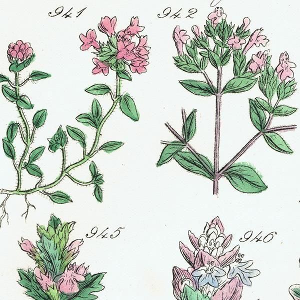 ꥹ ƥ ܥ˥륢 磻ɥࡢ󥽥ҥᥪɥꥳʤ  (British wild flowers)  1876ǯ 0704