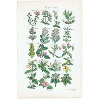 ꥹ ƥ ܥ˥륢 磻ɥࡢ󥽥ҥᥪɥꥳʤ  (British wild flowers)  1876ǯ 0704