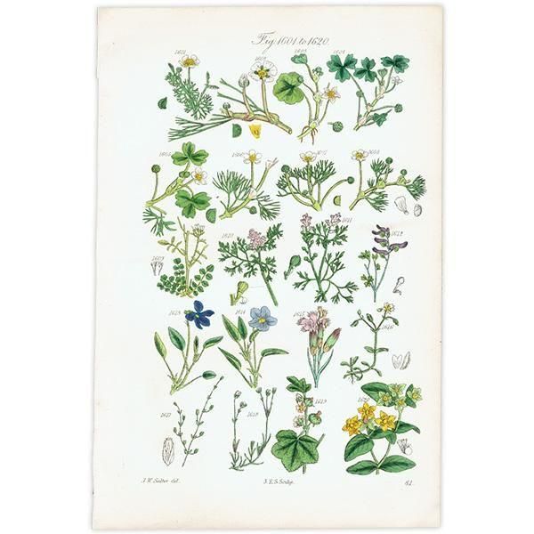 ꥹ ƥ ܥ˥륢 ݥߥ졢ĥʥǥʤ  (British wild flowers)  1876ǯ 0705