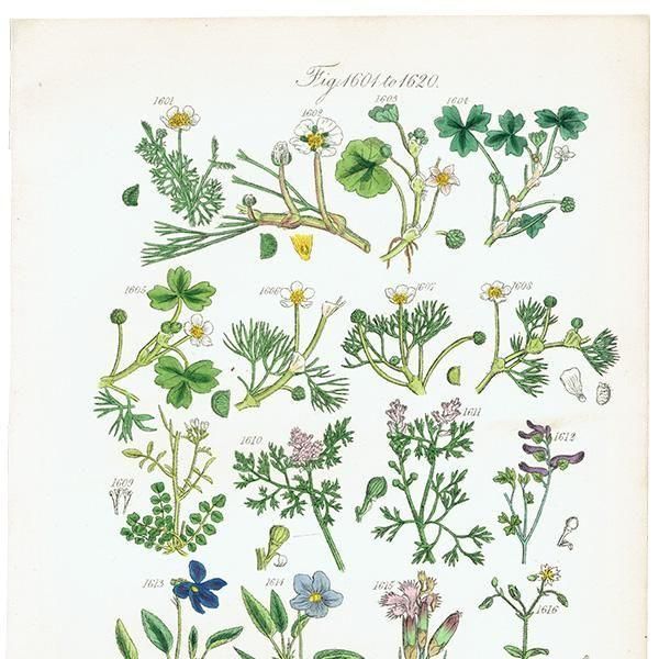 ꥹ ƥ ܥ˥륢 ݥߥ졢ĥʥǥʤ  (British wild flowers)  1876ǯ 0705
