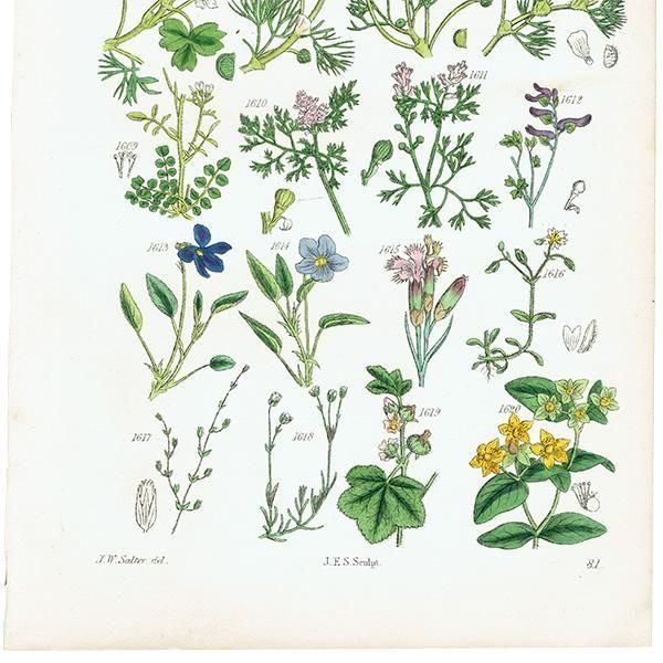 ꥹ ƥ ܥ˥륢 ݥߥ졢ĥʥǥʤ  (British wild flowers)  1876ǯ 0705