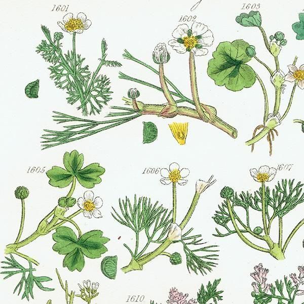 ꥹ ƥ ܥ˥륢 ݥߥ졢ĥʥǥʤ  (British wild flowers)  1876ǯ 0705