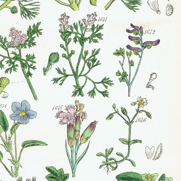 ꥹ ƥ ܥ˥륢 ݥߥ졢ĥʥǥʤ  (British wild flowers)  1876ǯ 0705