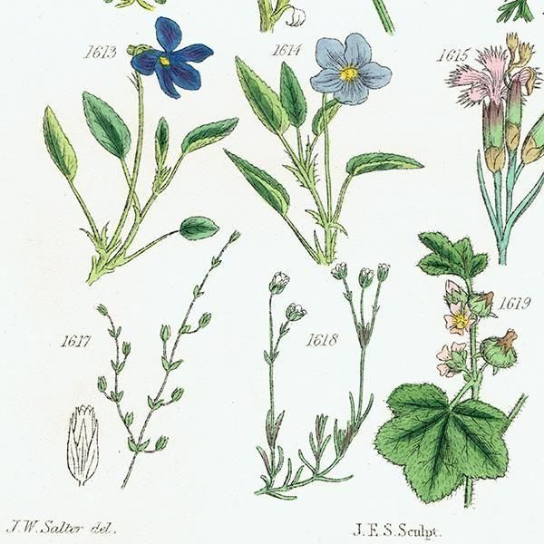 ꥹ ƥ ܥ˥륢 ݥߥ졢ĥʥǥʤ  (British wild flowers)  1876ǯ 0705