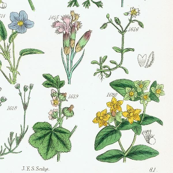 ꥹ ƥ ܥ˥륢 ݥߥ졢ĥʥǥʤ  (British wild flowers)  1876ǯ 0705