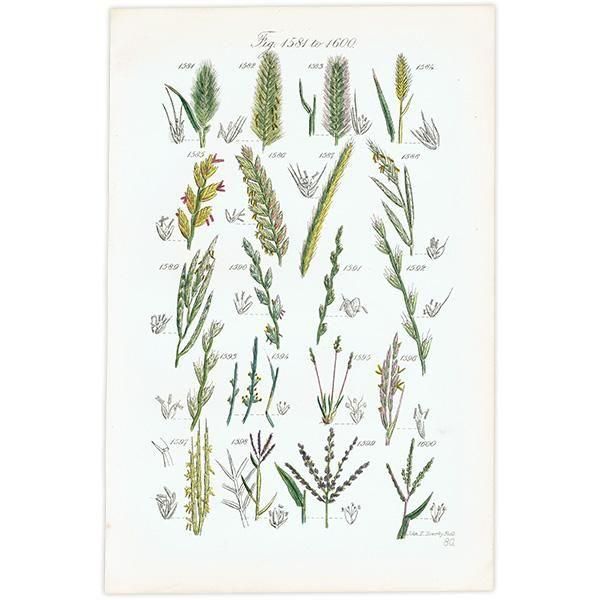 ꥹ ƥ ܥ˥륢 ҥФʤ  (British wild flowers)  1876ǯ 0706
