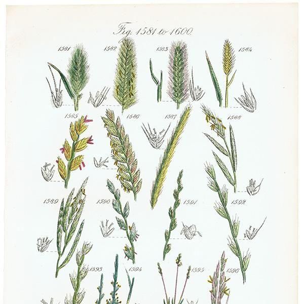 ꥹ ƥ ܥ˥륢 ҥФʤ  (British wild flowers)  1876ǯ 0706