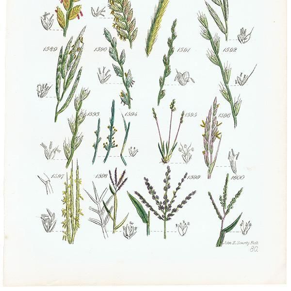 ꥹ ƥ ܥ˥륢 ҥФʤ  (British wild flowers)  1876ǯ 0706<img class='new_mark_img2' src='https://img.shop-pro.jp/img/new/icons5.gif' style='border:none;display:inline;margin:0px;padding:0px;width:auto;' />