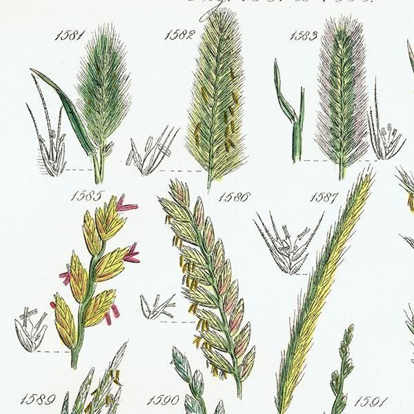 ꥹ ƥ ܥ˥륢 ҥФʤ  (British wild flowers)  1876ǯ 0706