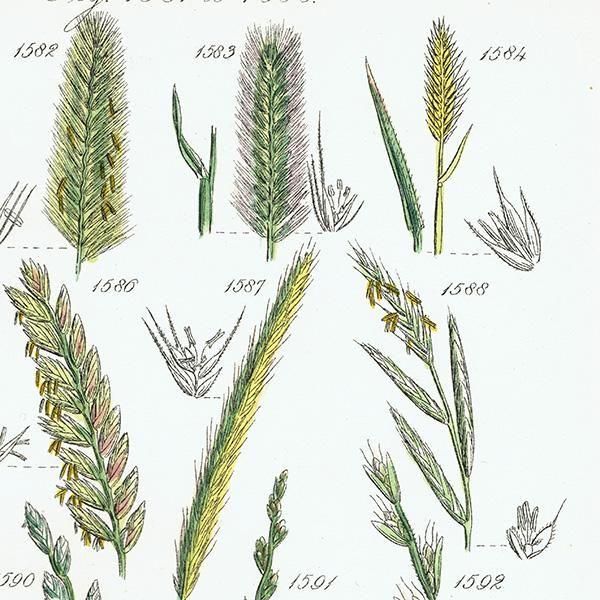 ꥹ ƥ ܥ˥륢 ҥФʤ  (British wild flowers)  1876ǯ 0706