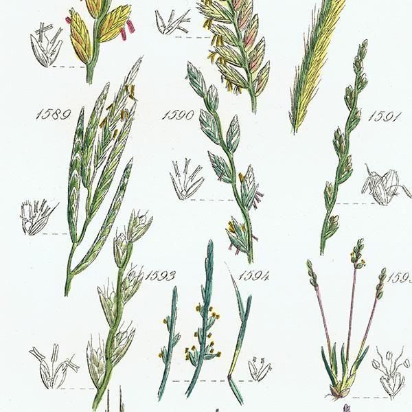 ꥹ ƥ ܥ˥륢 ҥФʤ  (British wild flowers)  1876ǯ 0706