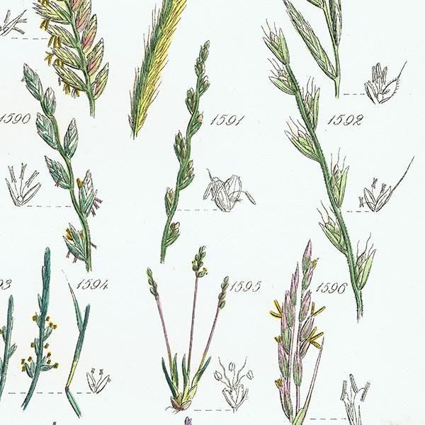 ꥹ ƥ ܥ˥륢 ҥФʤ  (British wild flowers)  1876ǯ 0706