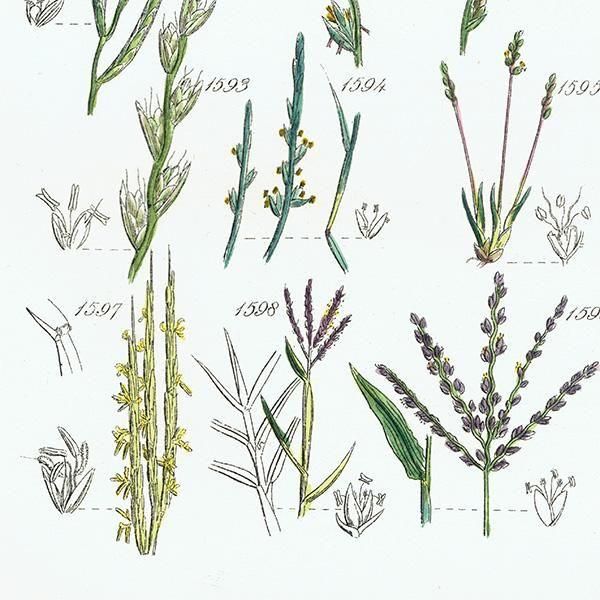 ꥹ ƥ ܥ˥륢 ҥФʤ  (British wild flowers)  1876ǯ 0706