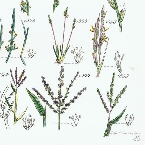 ꥹ ƥ ܥ˥륢 ҥФʤ  (British wild flowers)  1876ǯ 0706