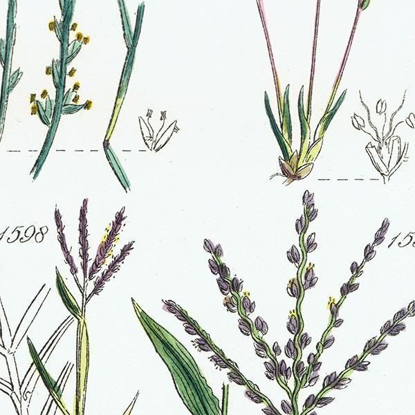 ꥹ ƥ ܥ˥륢 ҥФʤ  (British wild flowers)  1876ǯ 0706