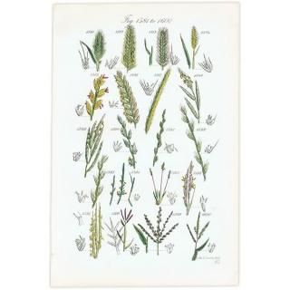 ꥹ ƥ ܥ˥륢 ҥФʤ  (British wild flowers)  1876ǯ 0706