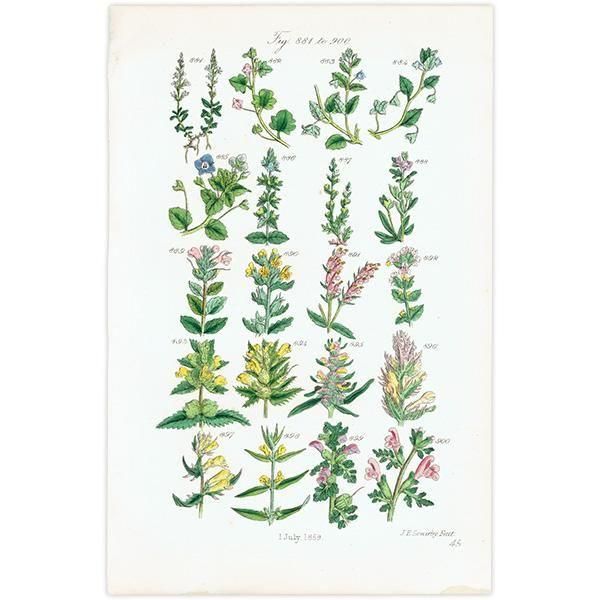 ꥹ ƥ ܥ˥륢 塞ϥ°ޥ°ʤ  (British wild flowers)  1876ǯ 0707